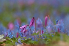 春の花　　カタクリ ・ エゾエンゴサク