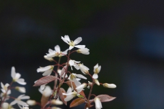 春の花　　ジューンベリー（アメリカザイフリボク）