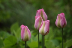 春の花　　チューリップ