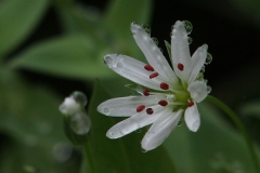 春の花　　シコタンハコベ