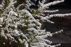春の花　　ユキヤナギ