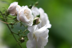 初夏の花　　サンダースホワイト