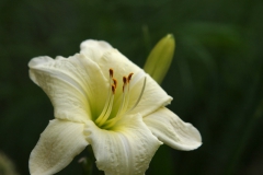 盛夏の花　　ヘメロカリス