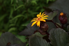 盛夏の花　　リグラリア　デンタータ　‘ ブリッドマリークロフォード ’