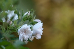 秋の花　（四季咲き）　　ホワイト グルーテンドルスト