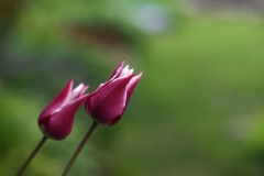 春の花　　ユリ咲きチューリップ　バラード