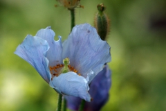 初夏の花　　メコノプシス