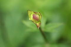春の花　　トロリウス　セイヨウキンバイソウ