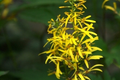 盛夏の花　　リグラリア プルツェワルスキー
