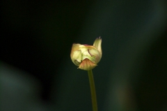 春の花　　トロリウス　セイヨウキンバイソウ