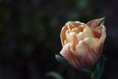 春の花　　チューリップ　ラ ベルエポック