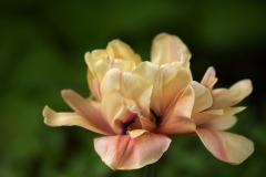 春の花　　チューリップ　ラ ベルエポック