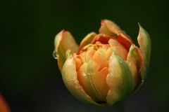 春の花　　チューリップ　モンテオレンジ