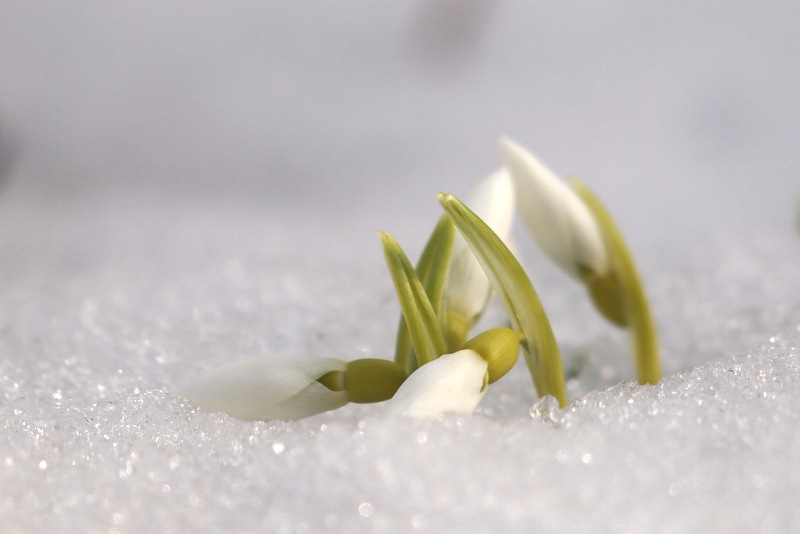 スノードロップ 冬から春へ ガーデニングの花咲かおまさ